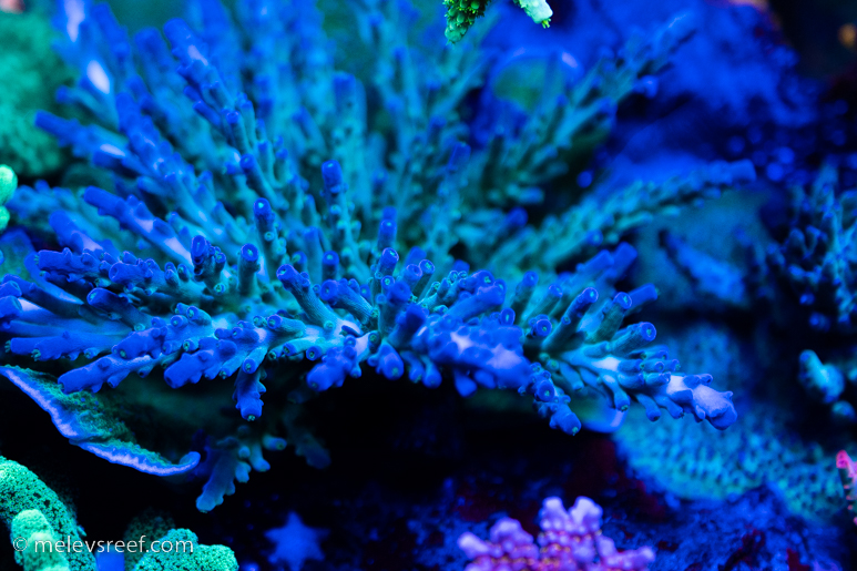 Ectoplasm acropora