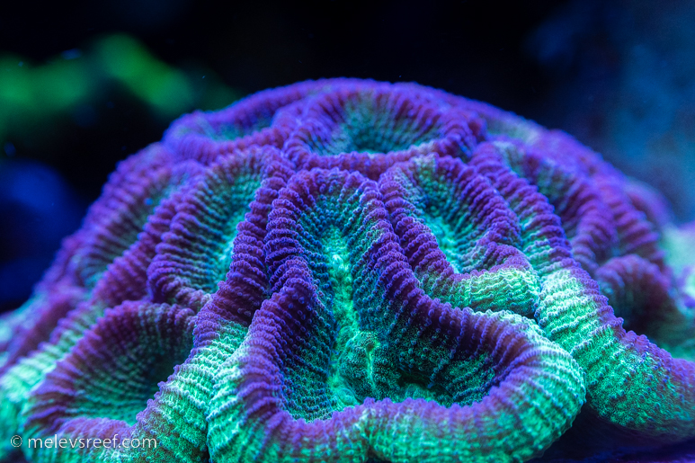 Favia with large polyps