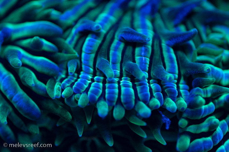 Fungia macro shot of the green stripes