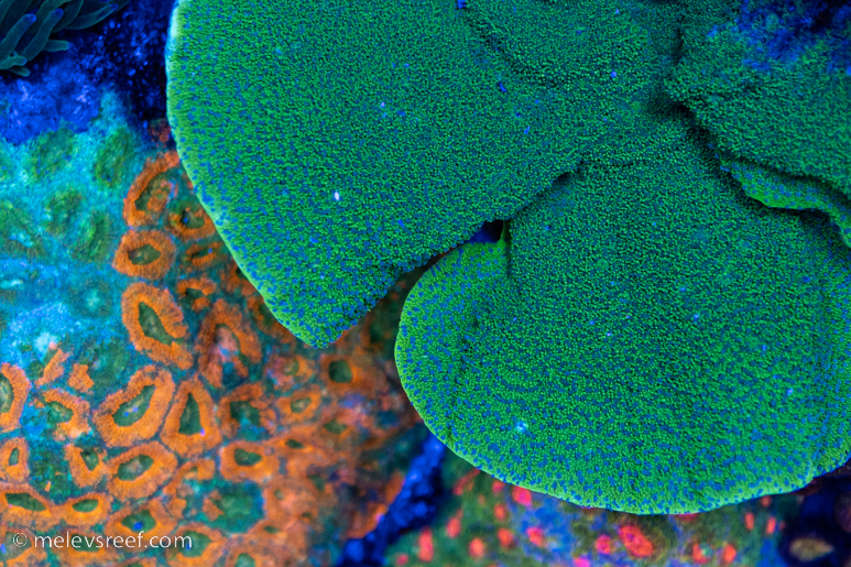 Green montipora with blue polyps over acanthastrea echinata