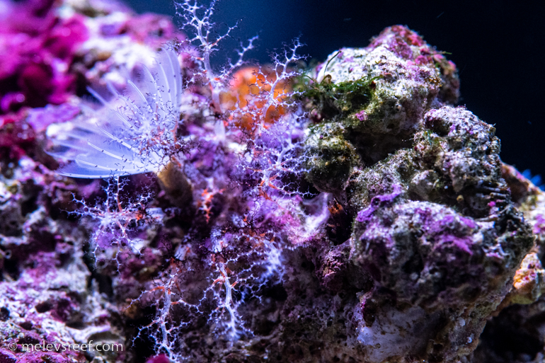 Hidden Sea Cucumber