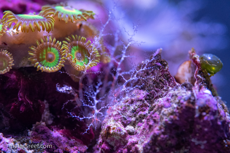 Hidden Sea Cucumber