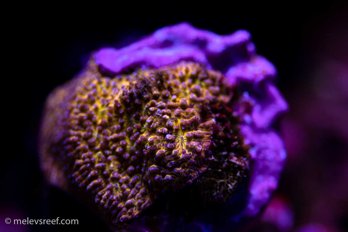 Orange lithophyllon frag