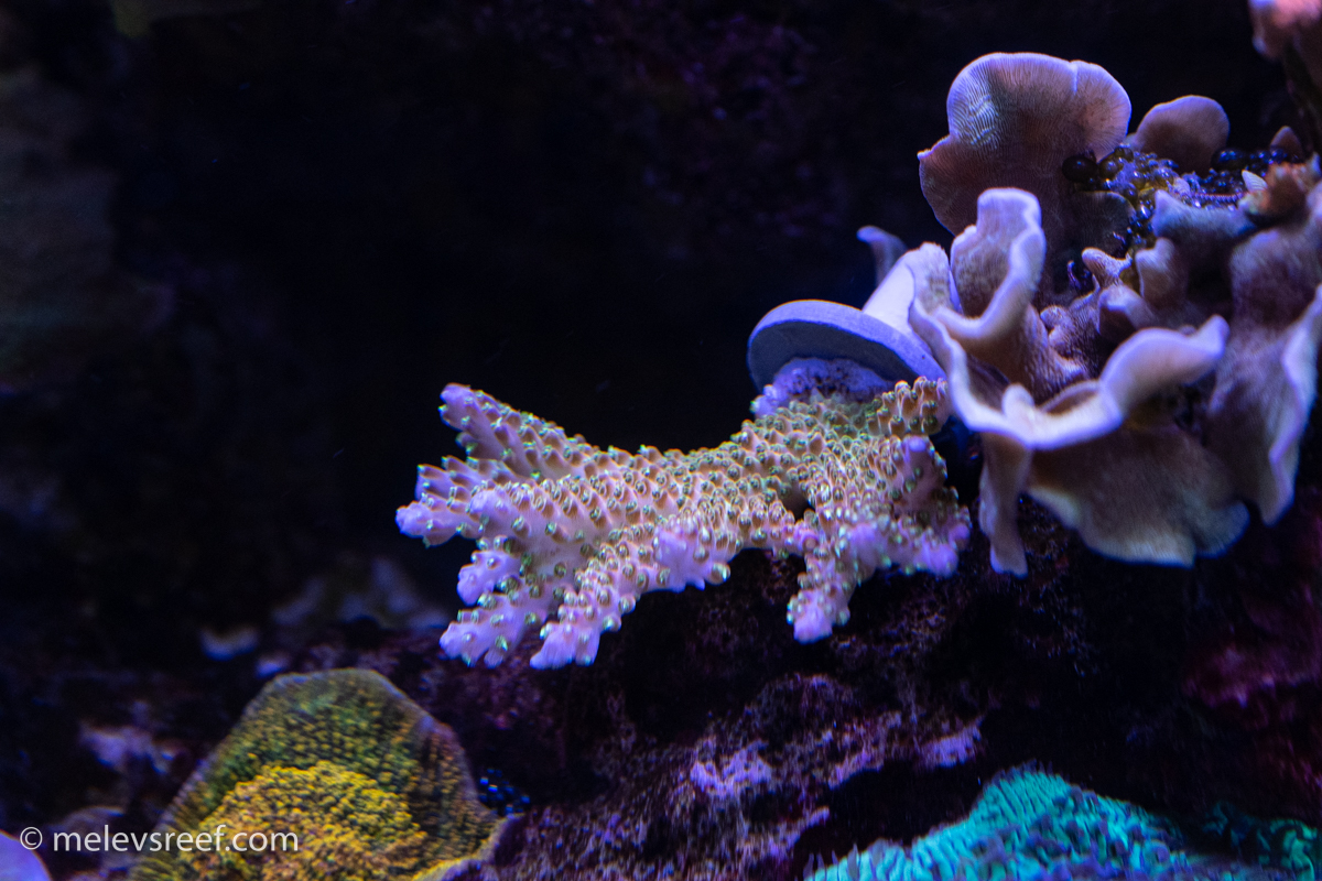 Newest acropora frag