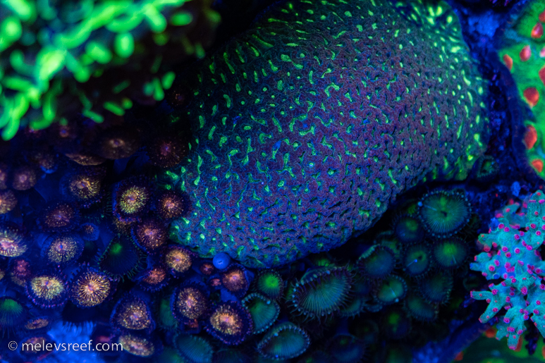 Maze coral, from above