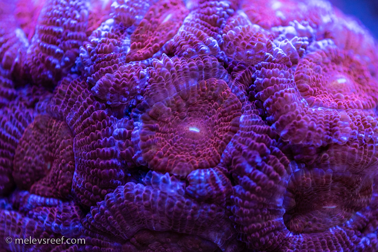 Red acan colony