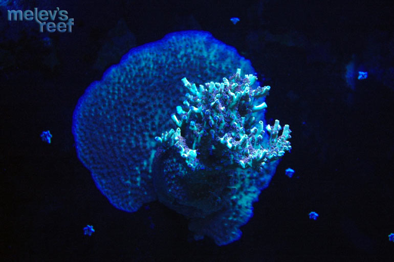 Pink Lemonade acropora in blue lighting