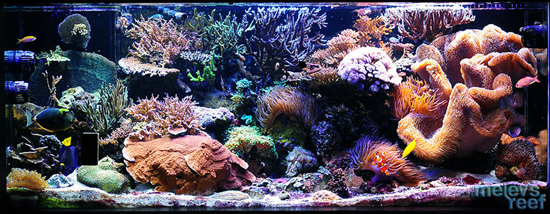 My 280g reef circa May 2010