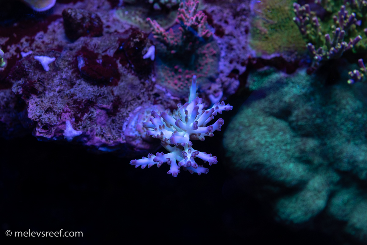 Pearlberry acropora