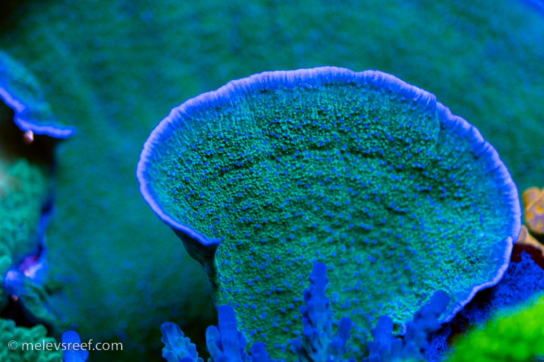 Purple rimmed montipora with blue polyps