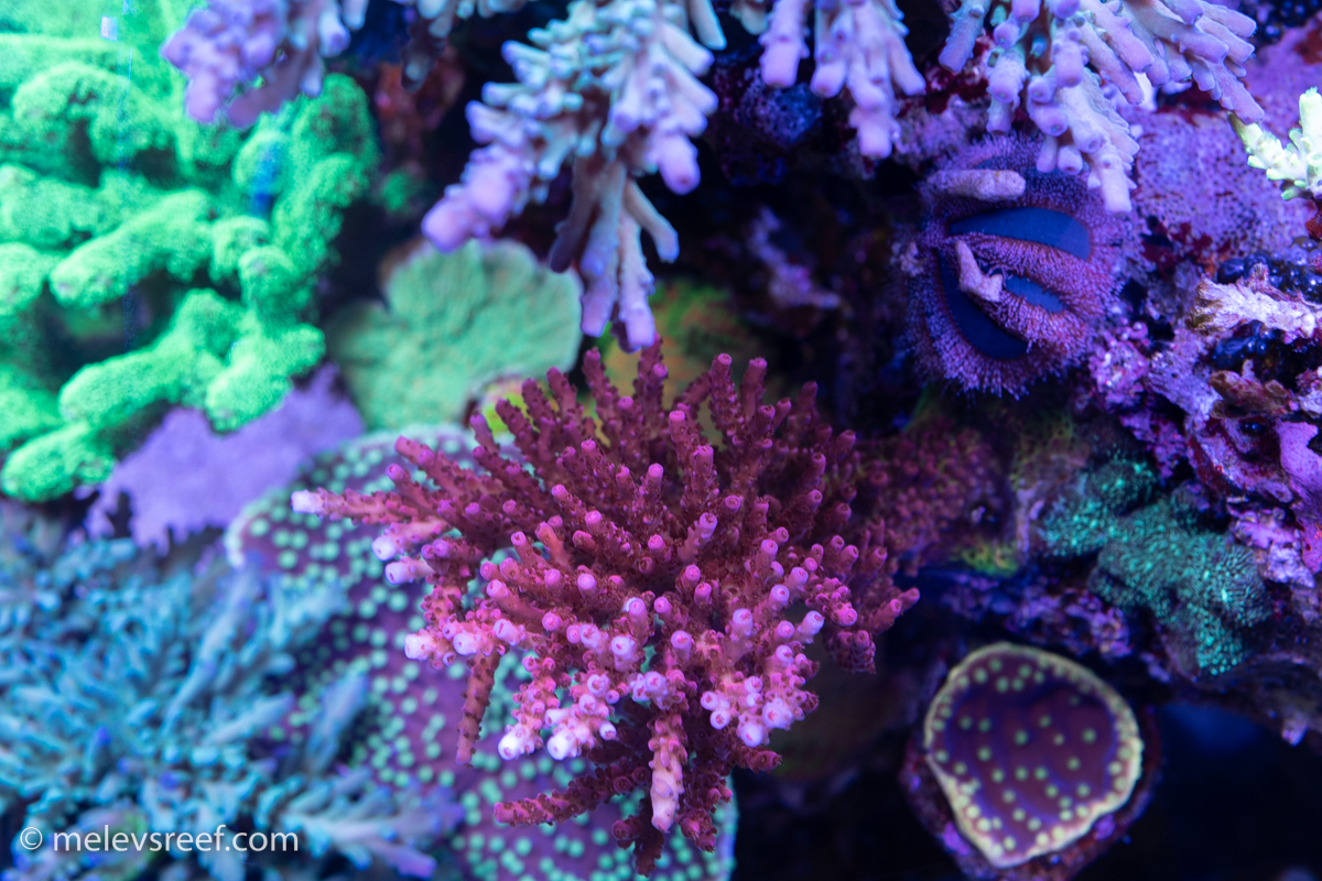 Red acropora from Ryan
