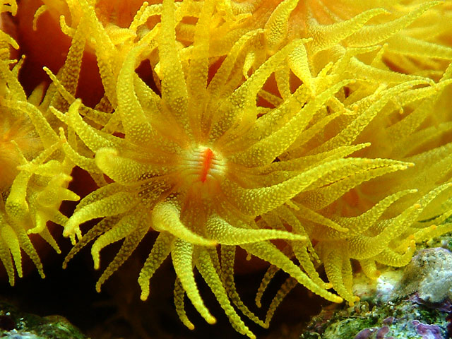 suncoral_polyp