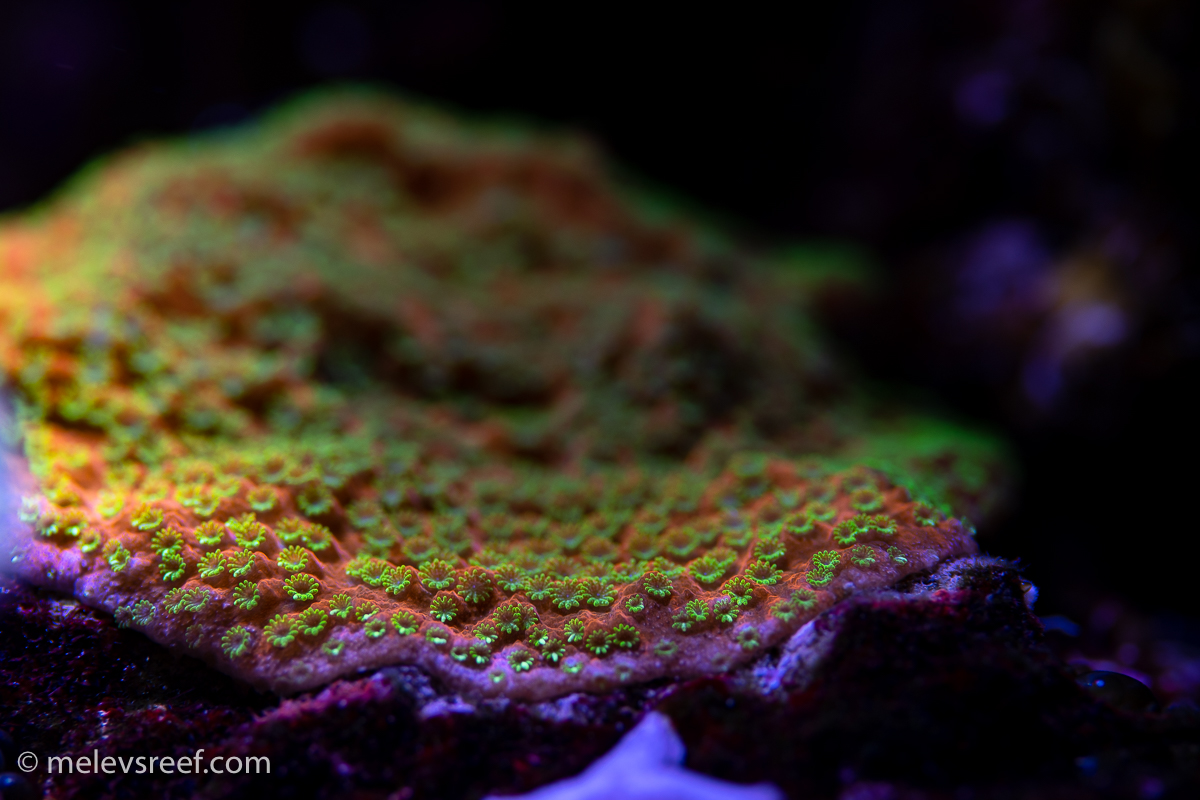 Sunset Montipora polyps