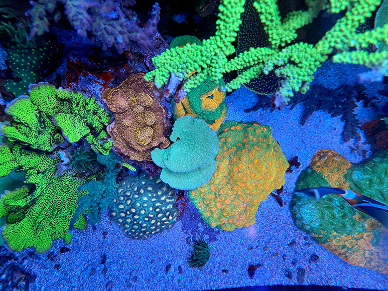 Front left corner of the 400g reef