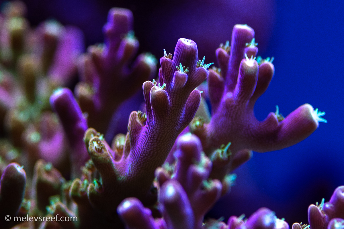 T-rex acropora polyps