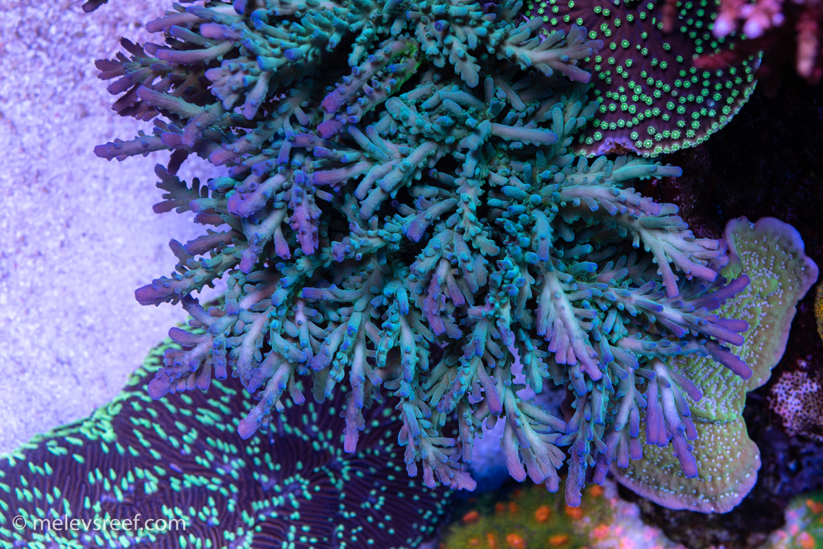 Unknown acropora