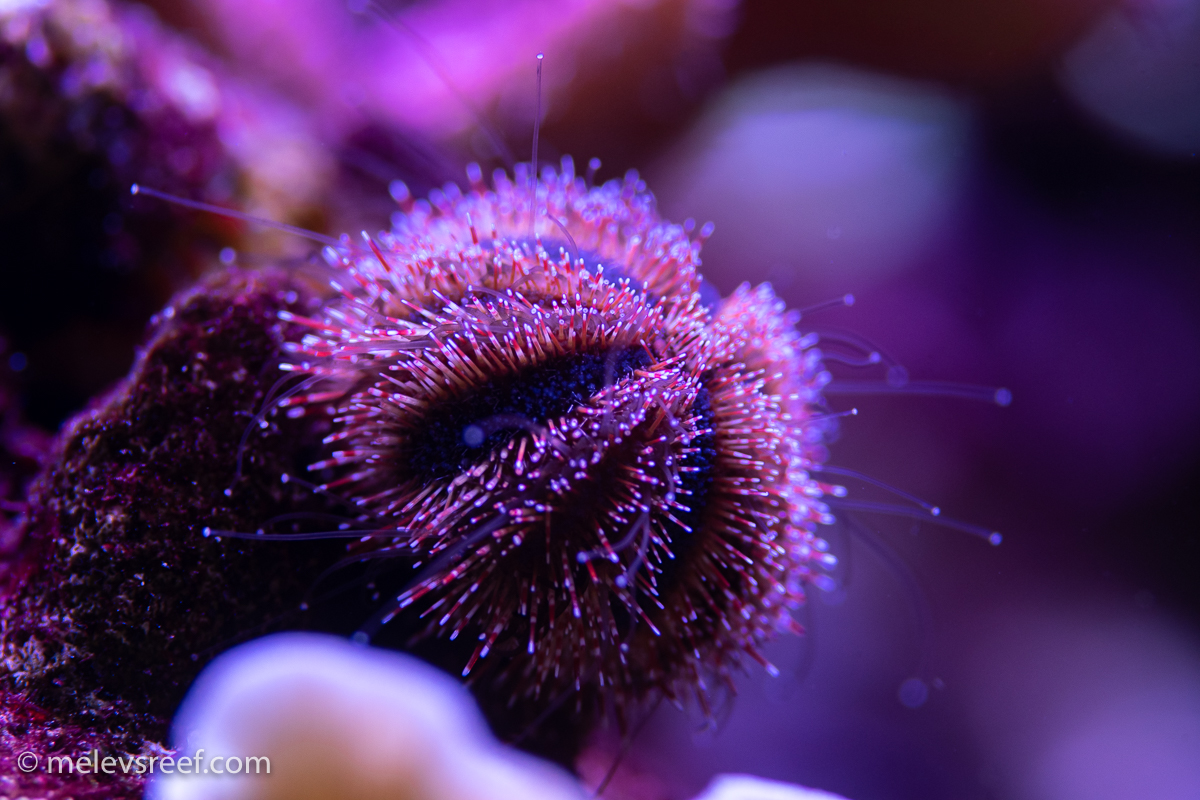 Captive Bred tuxedo urchin