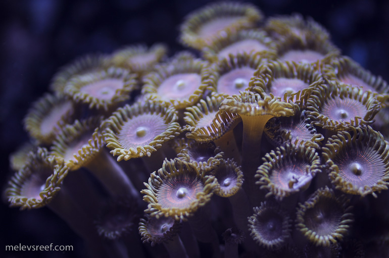 zoas-2