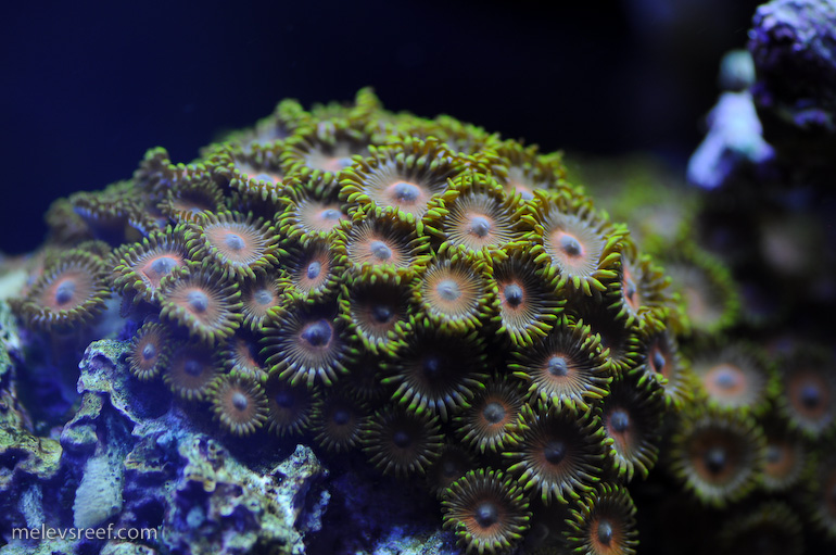 zoas-3