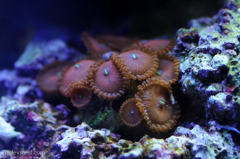 zoas-4