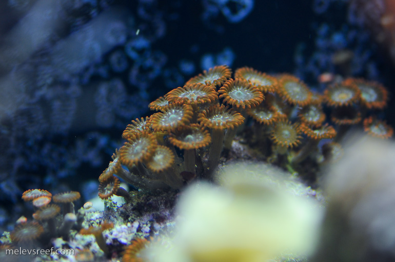 zoas-5