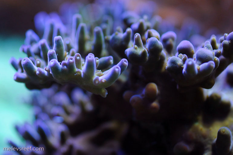 zoas