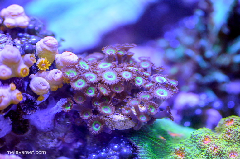 zoas7