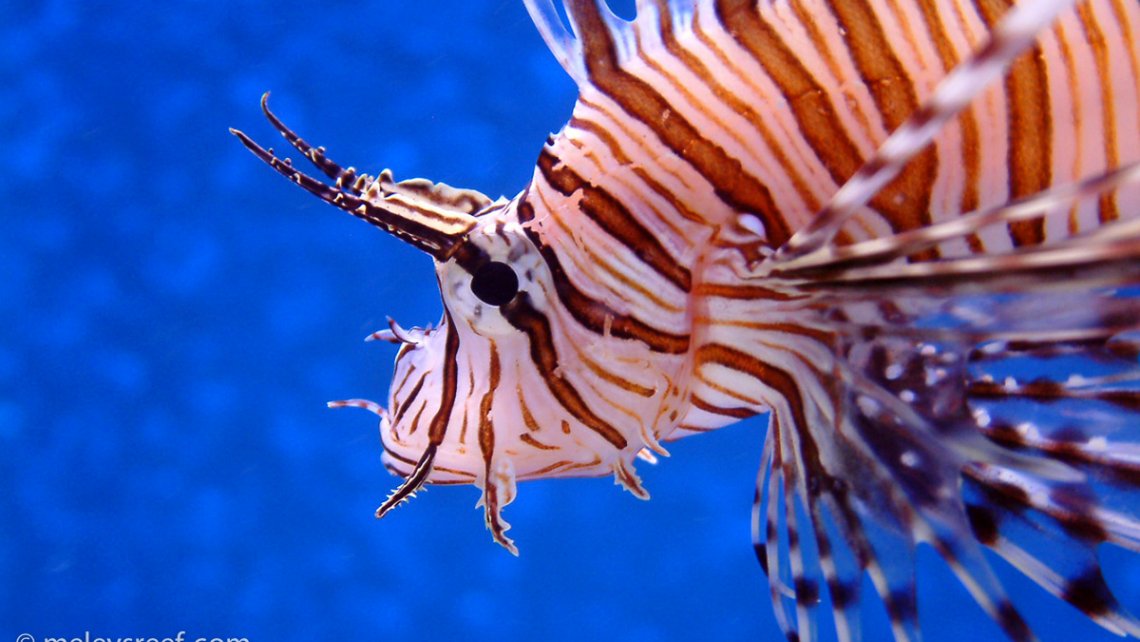 lionfish-o