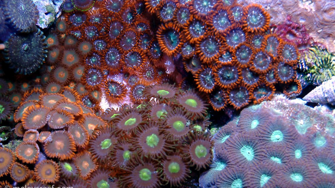 zoas-patch