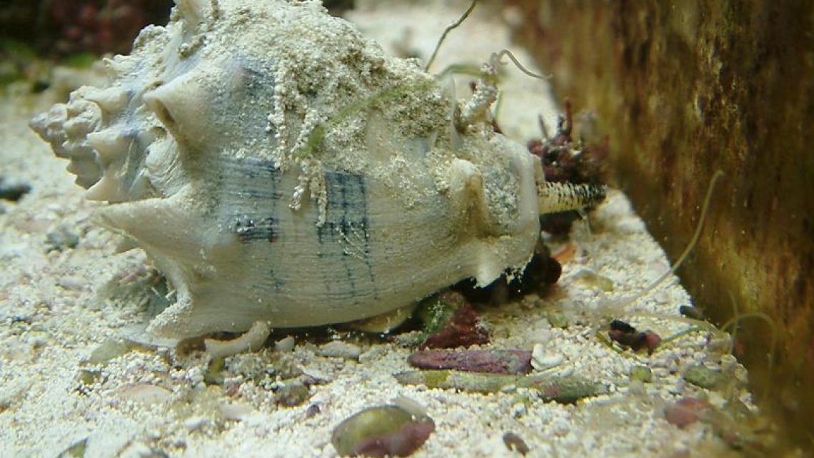 crown-conch-posing