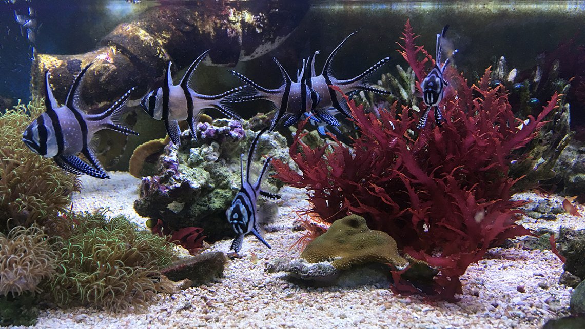 lfs-hdr