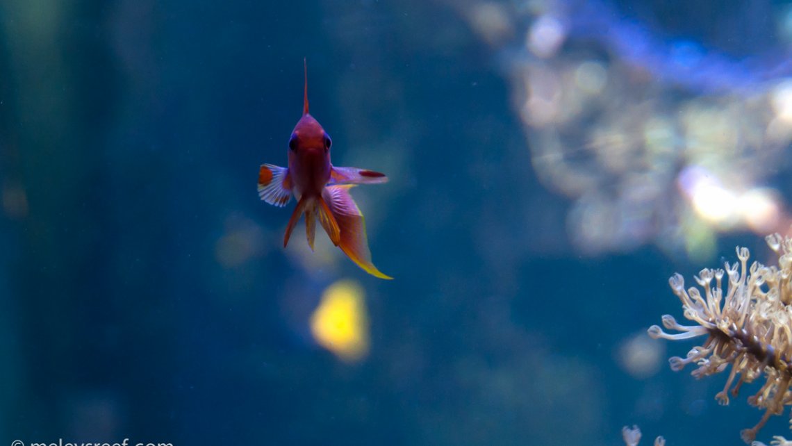 male-anthias-hdr