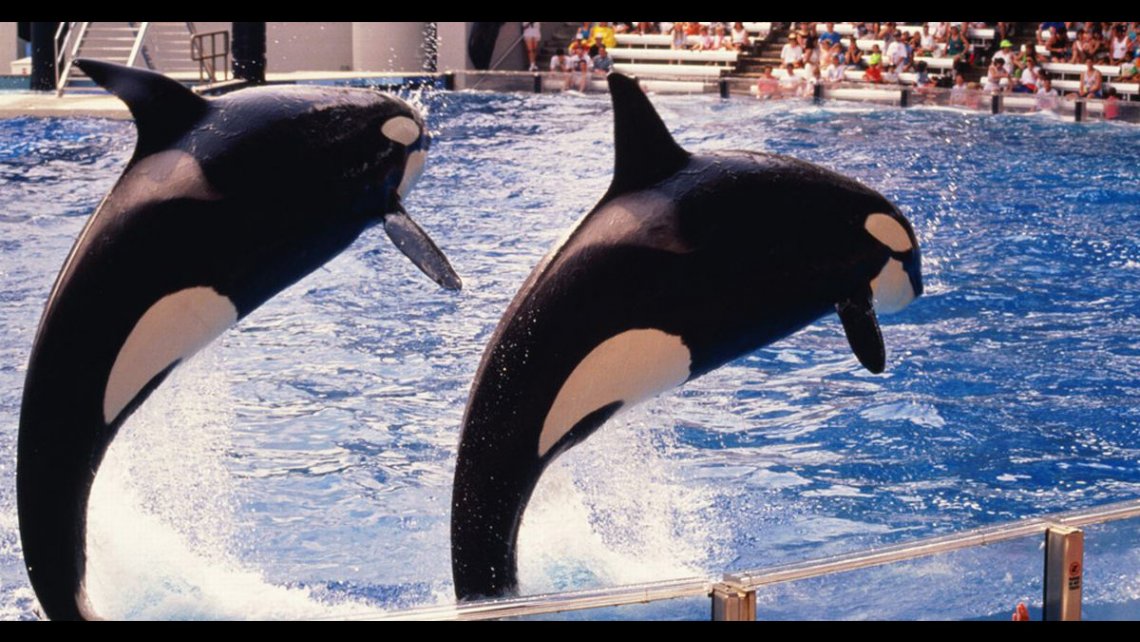orcas-jumping