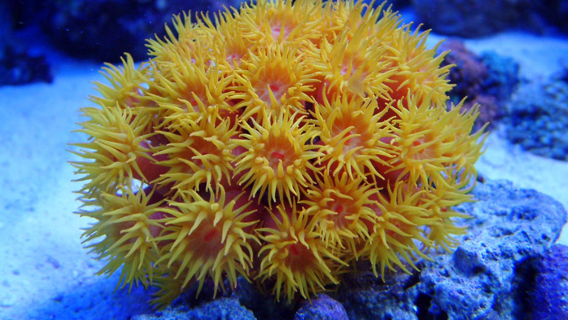 sun-coral-tank-hdr