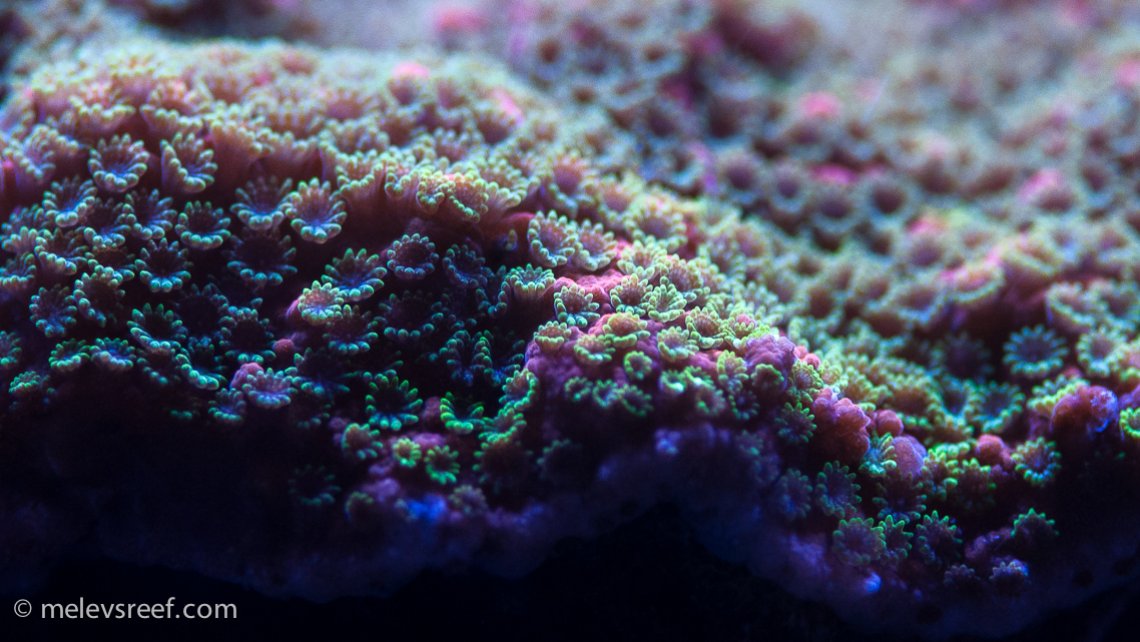 Sunset montipora polyps