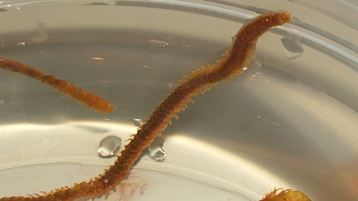 Oenone Fulgida orange worm