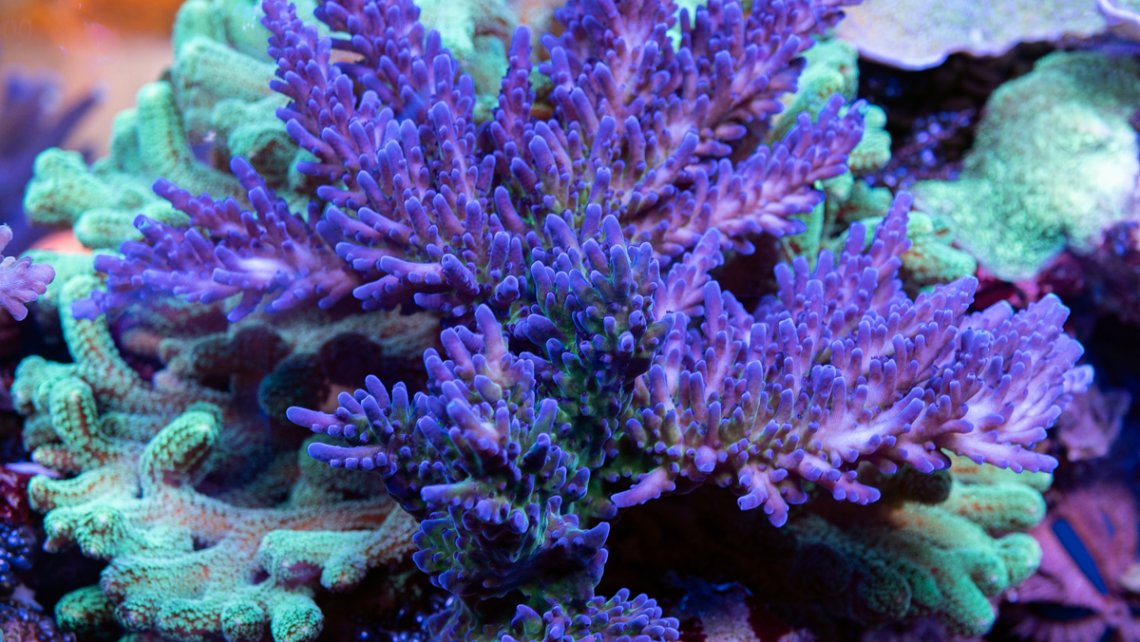 Blue tort acropora