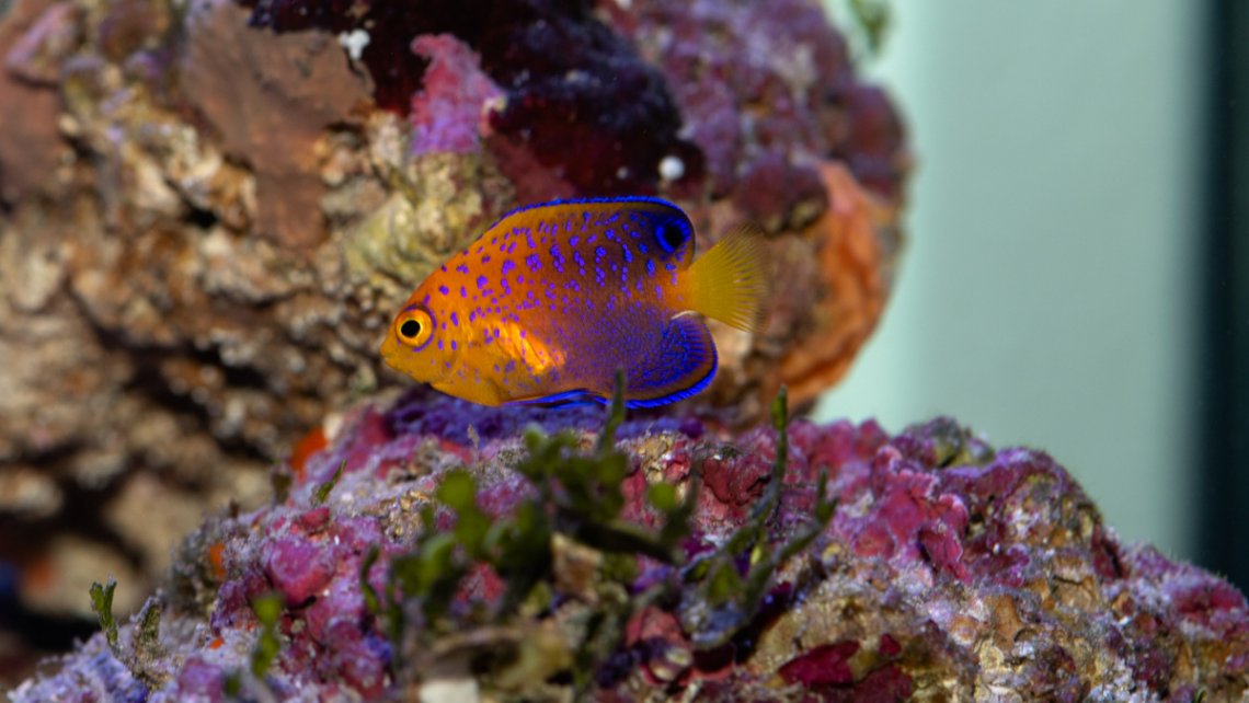 Japanese Pygmy Angelfish