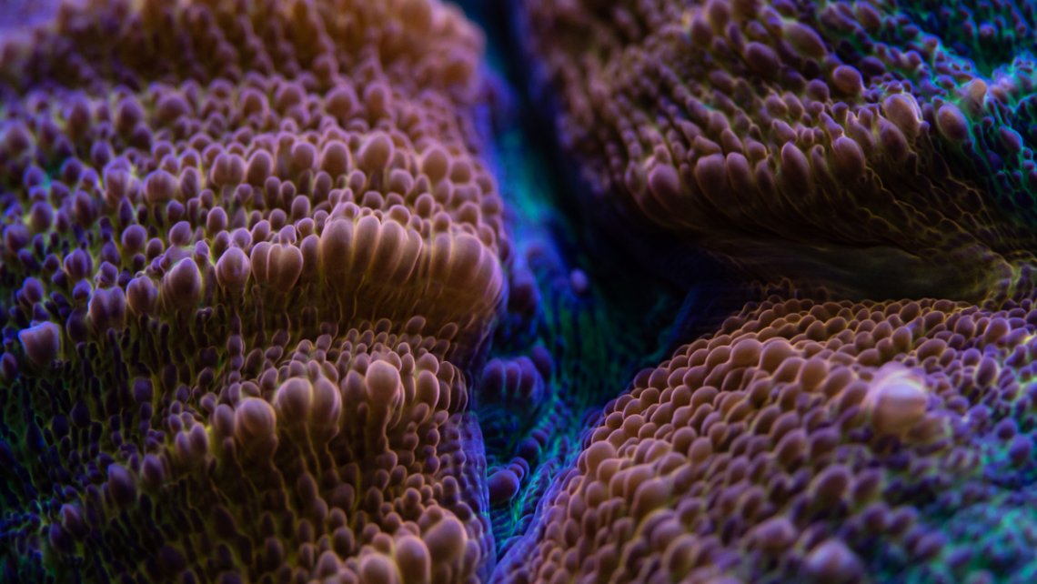 Macro of a lobophyllia