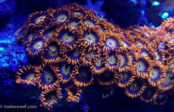 zoanthids