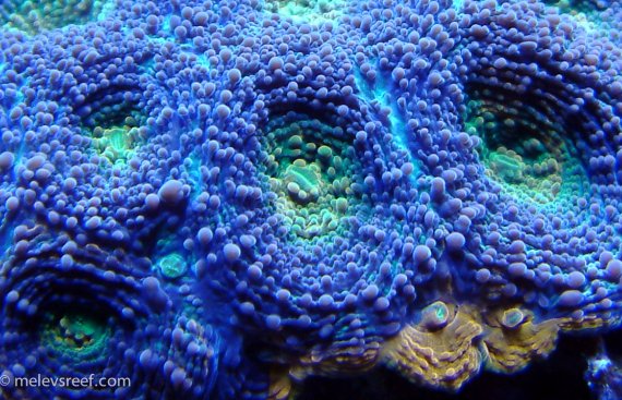 acan-echinata-rainbow