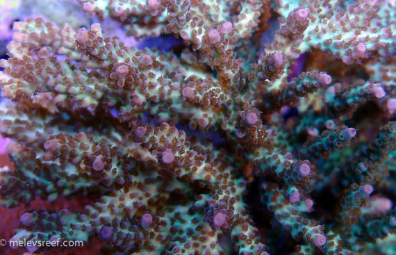 acropora-sp