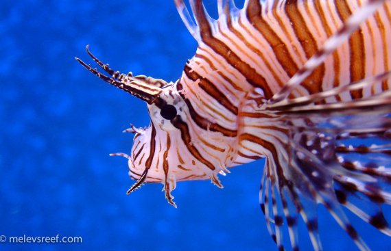 lionfish-o