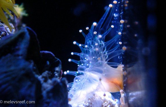 orange-ball-anemone