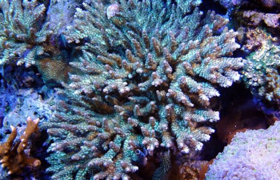 td_acropora.preview