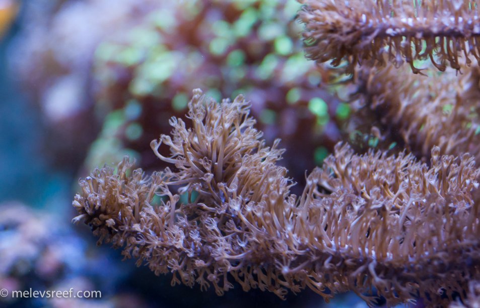 gorgonian