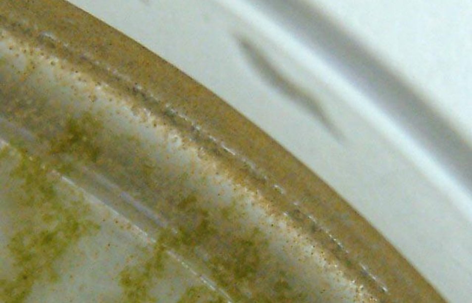 rotifers