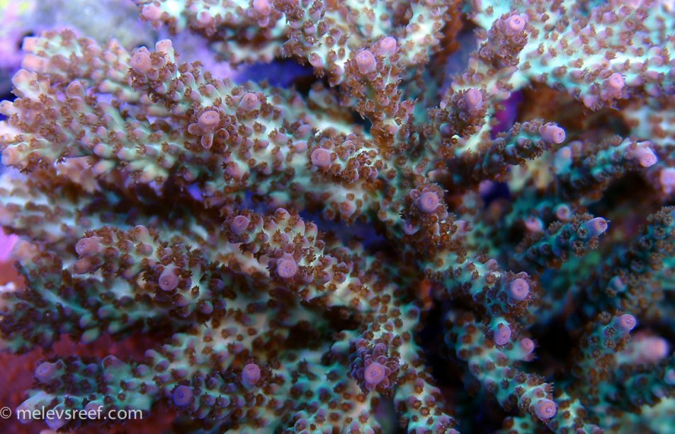 acropora-sp