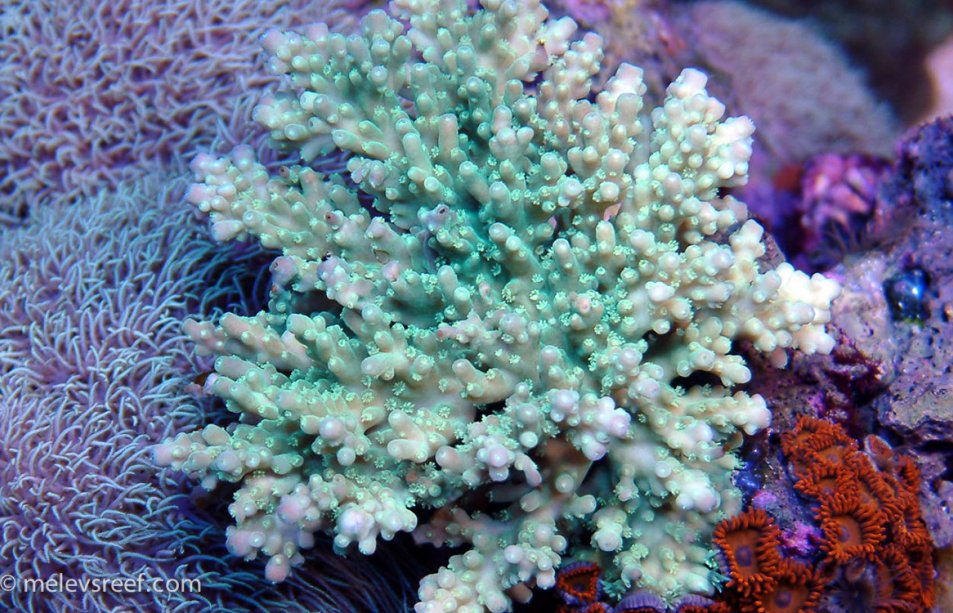 acropora-spp