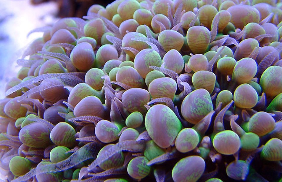 bubble_coral_o